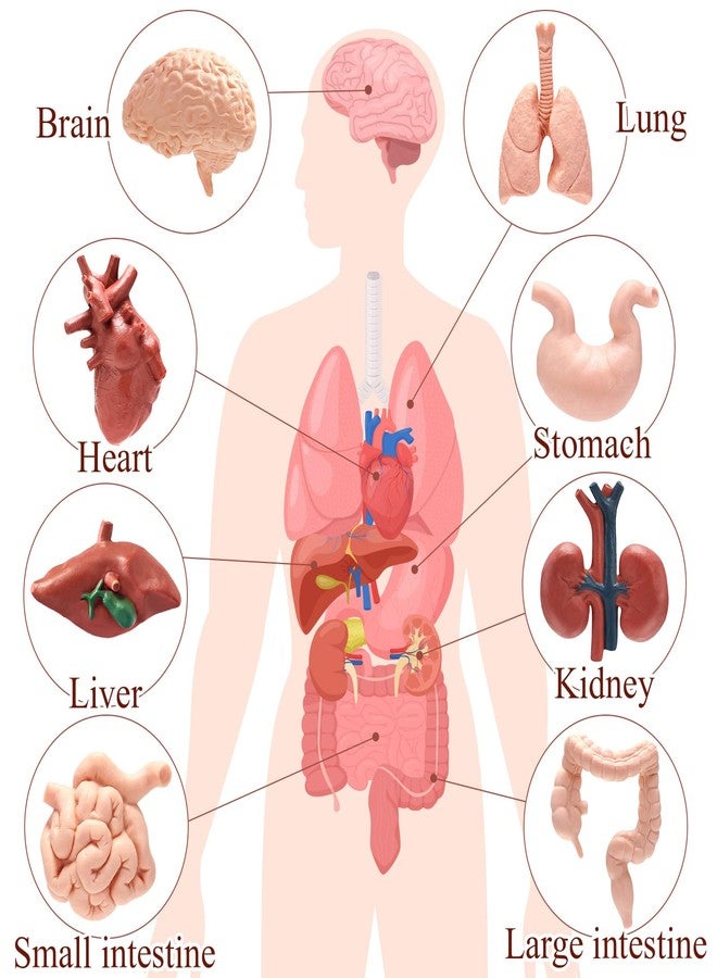 VICROIC 8 PCS Mini Human Body Model for Kids, Human Organ Model Anatomy, Physiology 3D Realistic Study Tools for Students Sciences Class Learn - Image 4